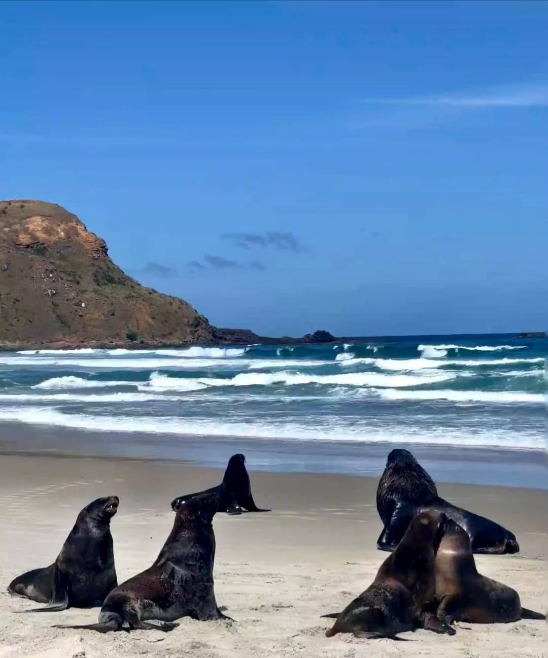 分享一张自然风景的照片新西兰南岛东南岸海狮群。