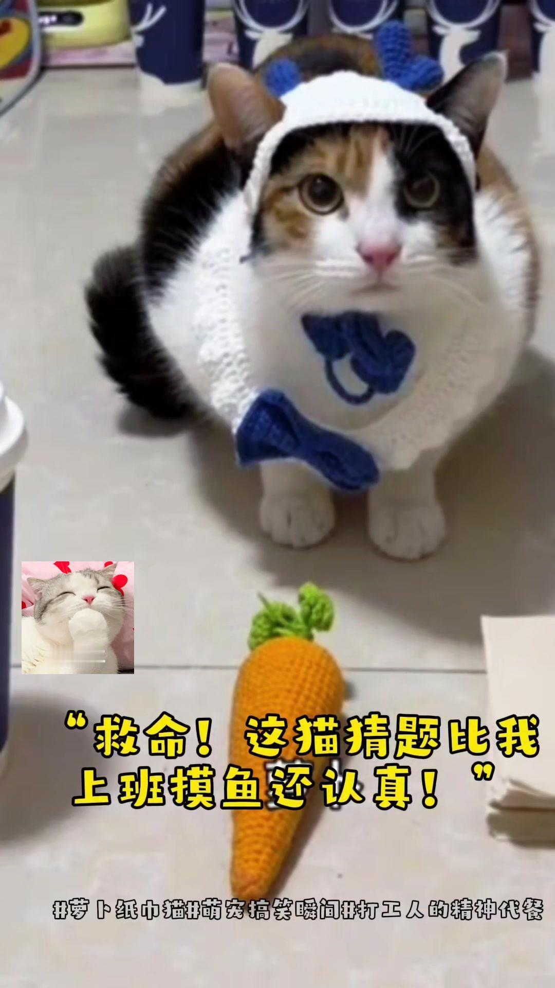 🐱救命！这只猫咪猜题时的小表情也太真实了吧！“这个？”用小爪子扒拉一下，歪头