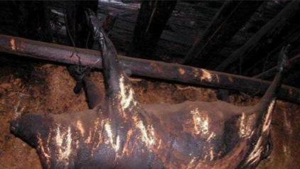 四川道孚县一户人家，房梁上挂着一只死了五十三年的猪，浑身上下散发着恶臭，户主却把