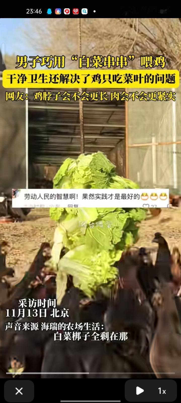 11月12日，北京。男子巧用“白菜串串”，不仅干净卫生，解决了鸡只吃菜叶的问题。
