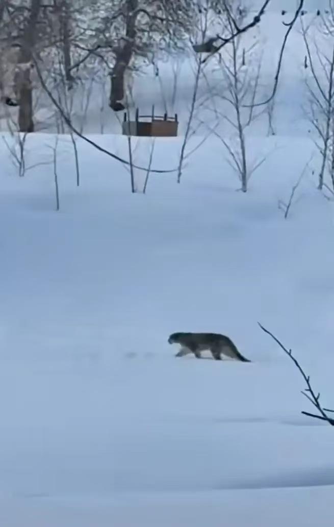 “无知者无畏！”1月23日，新疆阿勒泰，一女子为了拍照好看，直接无视警示牌，进入