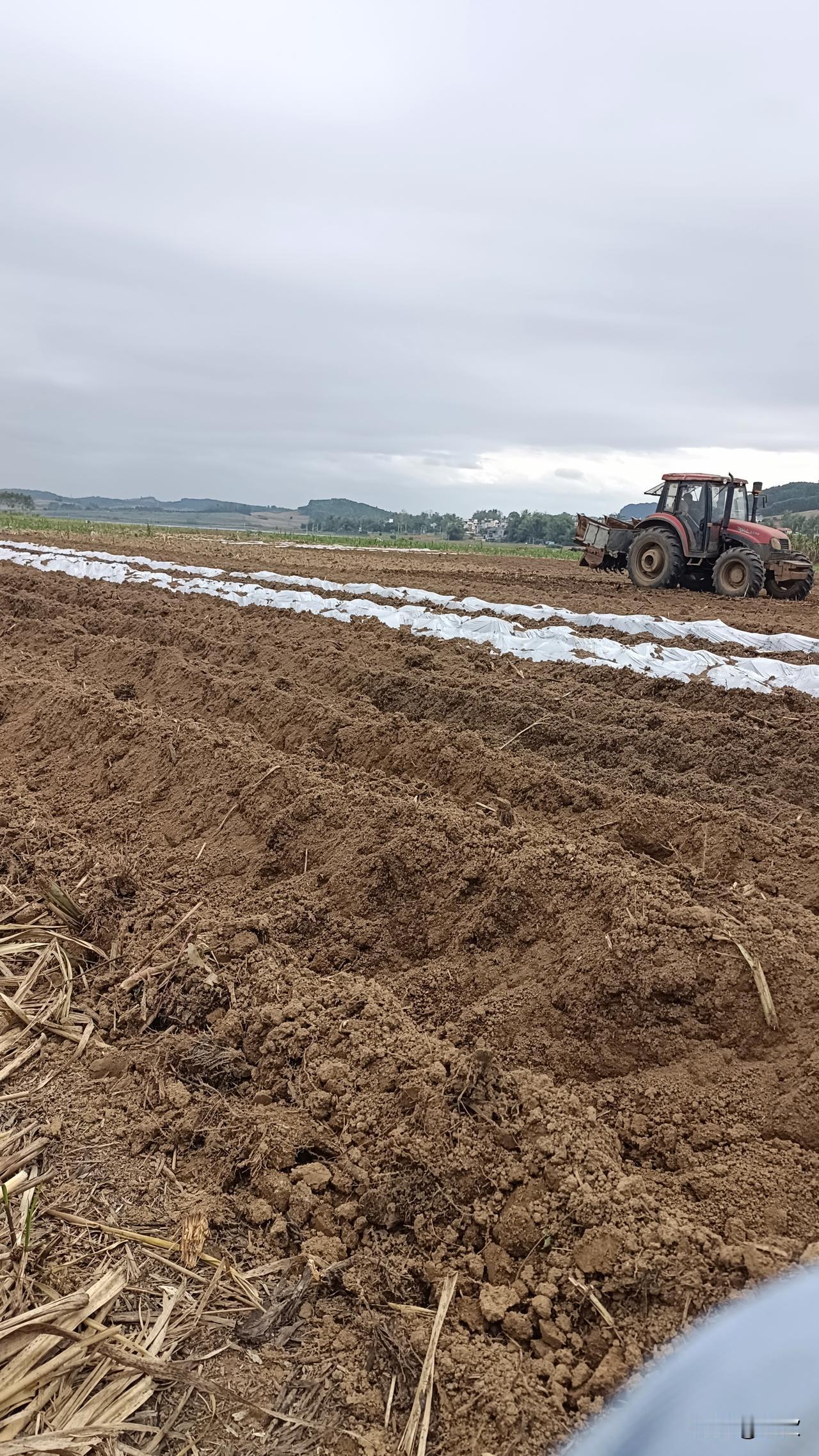 种甘蔗可是个技术活。选种很关键，像“桂糖44号”“壮糖6号”就是高产高糖的好品种