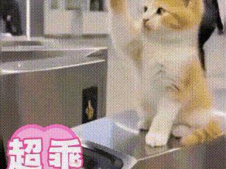 公司偶遇的小奶猫，竟成了全员专属的“上班仪式感”！自从被投喂后，这只小猫每天都