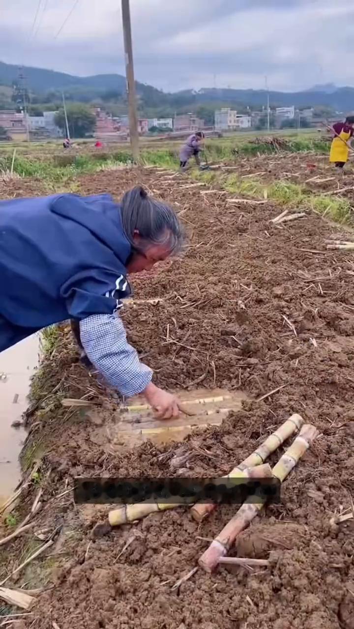 白蔗种植技艺。很多人不理解，明明已经成熟的甘蔗为什么还要被层层叶片包裹起来，长