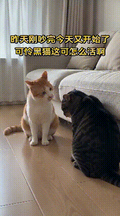 到底犯了啥错？花猫连续两天训斥黑猫，它全程低头认罚🥹太有意思的猫咪对峙现