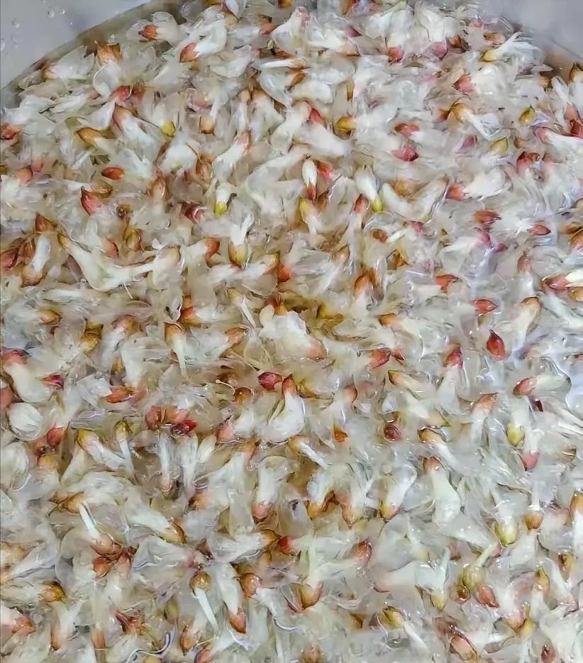 这是啥玩应？能吃不？