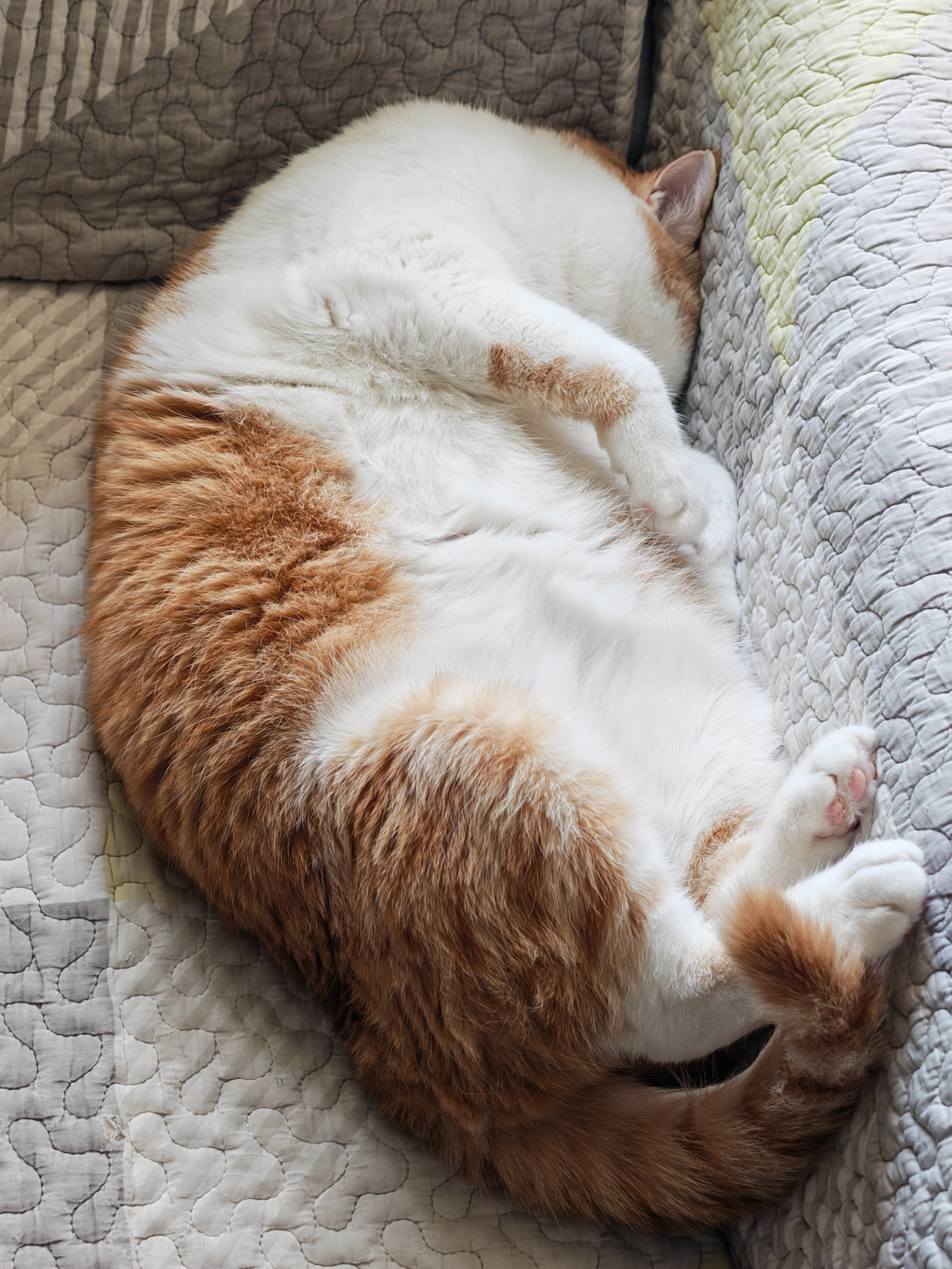 第一次看到20寸的猫等我过两天出差完回家，把我家小橘子也放我的行李箱里试试，估计