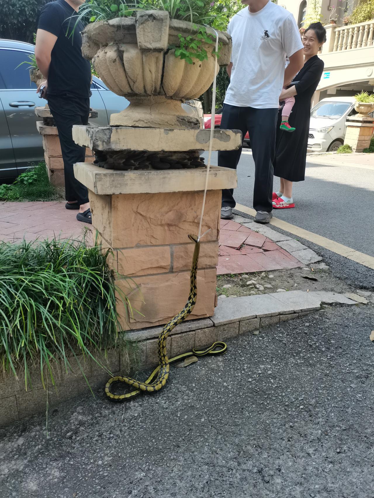 今年重庆两大现象，蛇已经出窝、蚊开始叮人。印象中最近十几年都没有见过四月份的