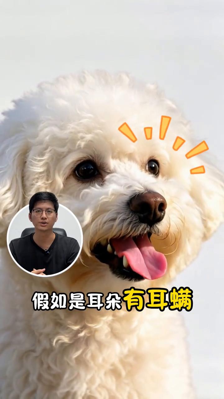 关于狗狗泪痕原因，多方面原因分析。关于狗狗泪痕的问题，今天一个视频跟大家说清楚