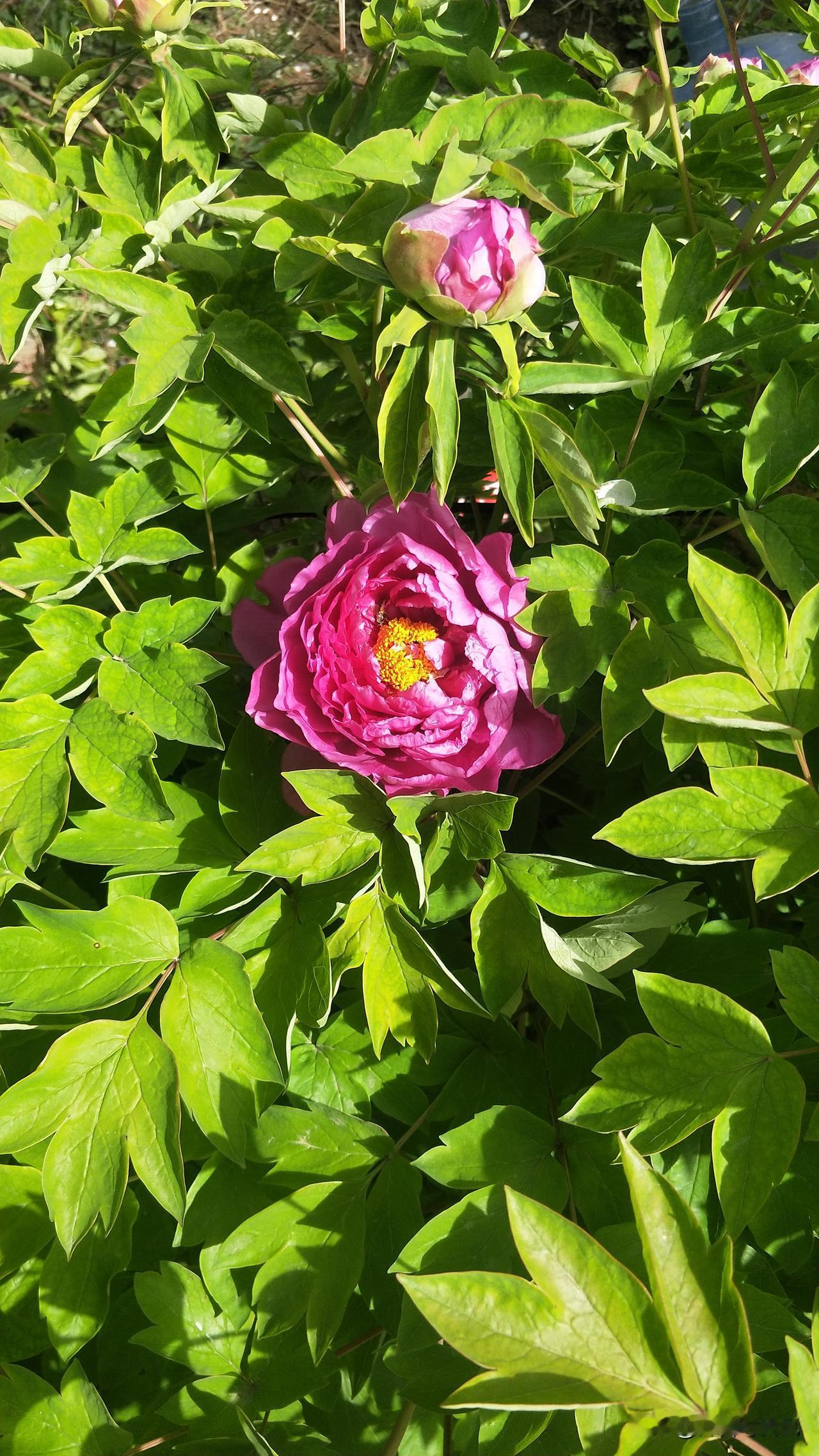 ＃小记“牡丹”＃＃干枝牡丹，国色天香＃不知是天灾还是人祸，总之脚下缺失了营养