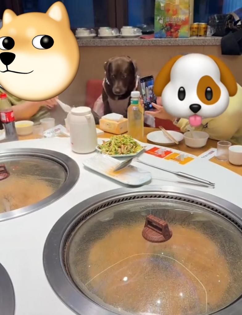 天津一饭店女顾客订包间给4岁狗狗过生日，让狗坐餐椅、穿裙戴项链，直接用饭店人用公