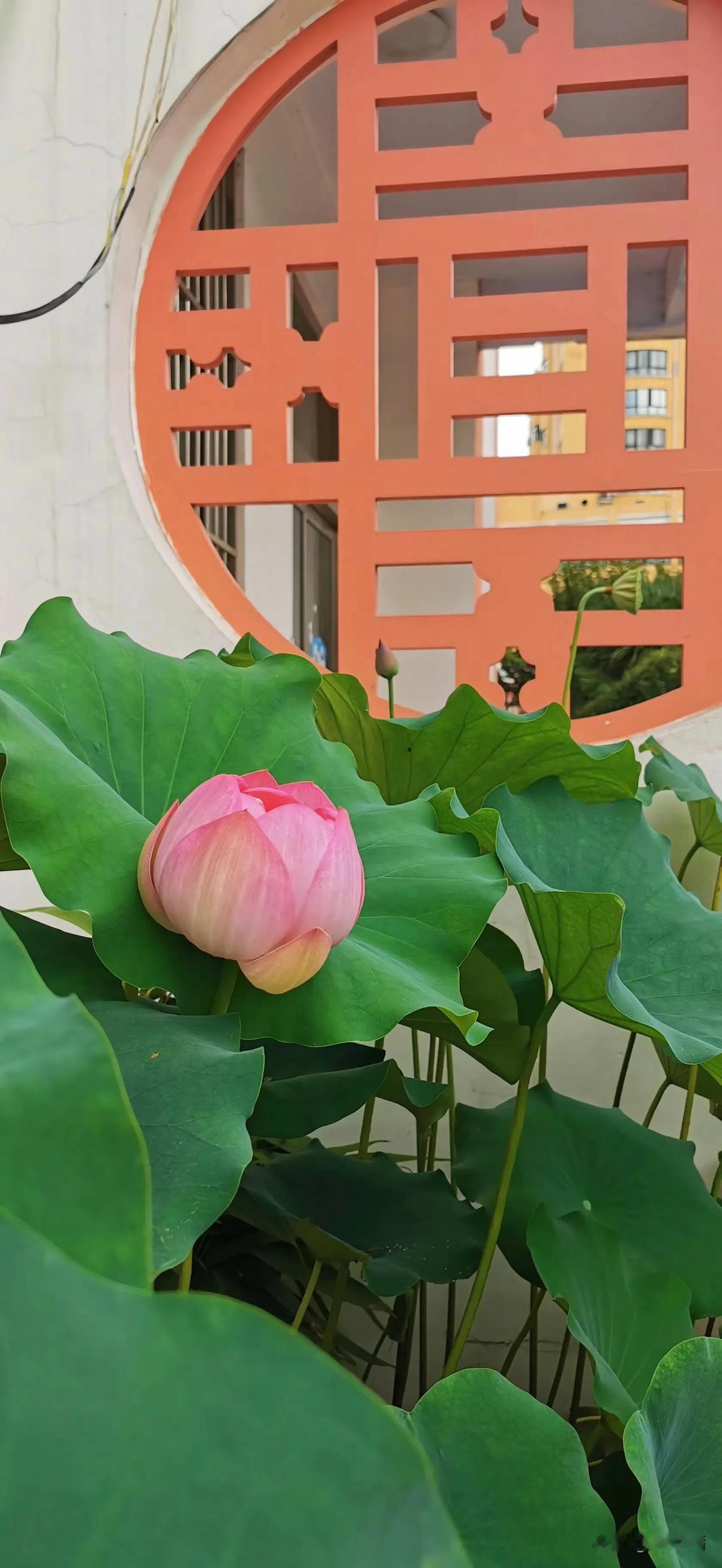 好多年前看美国的电影，看到学生上课的时候，可以喝水，可以自由走动，想干什么就干什