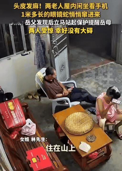 头皮发麻！广东一老人在屋内玩手机，突然感觉身后有动静，他以为是老鼠，结果回头一看