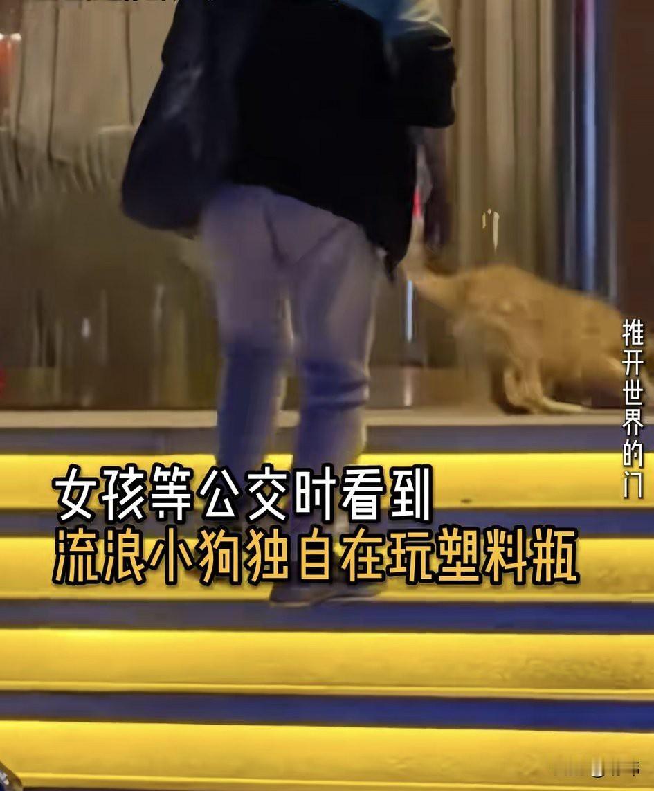 这天夜里，一位小姐姐在等公交车回家时看到一只流浪小狗孤单的在玩着一个塑料瓶，玩着