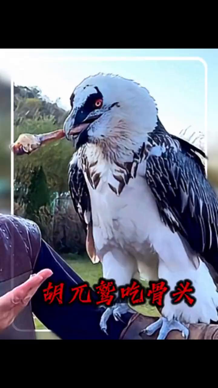 胡兀鹫吃骨头。胡兀鹫的消化能力到底有多恐怖？答案简直让人难以置信。一根几十厘米