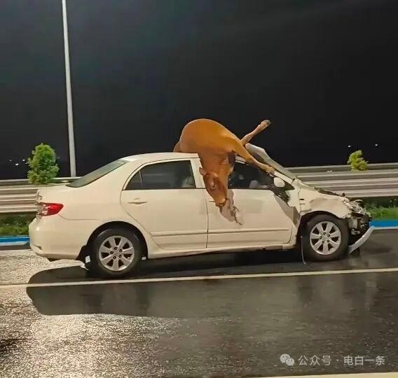 阳江快速路轿车冲撞牛群，六头牛身亡、司机平安7月30日凌晨3时，粤西阳江快
