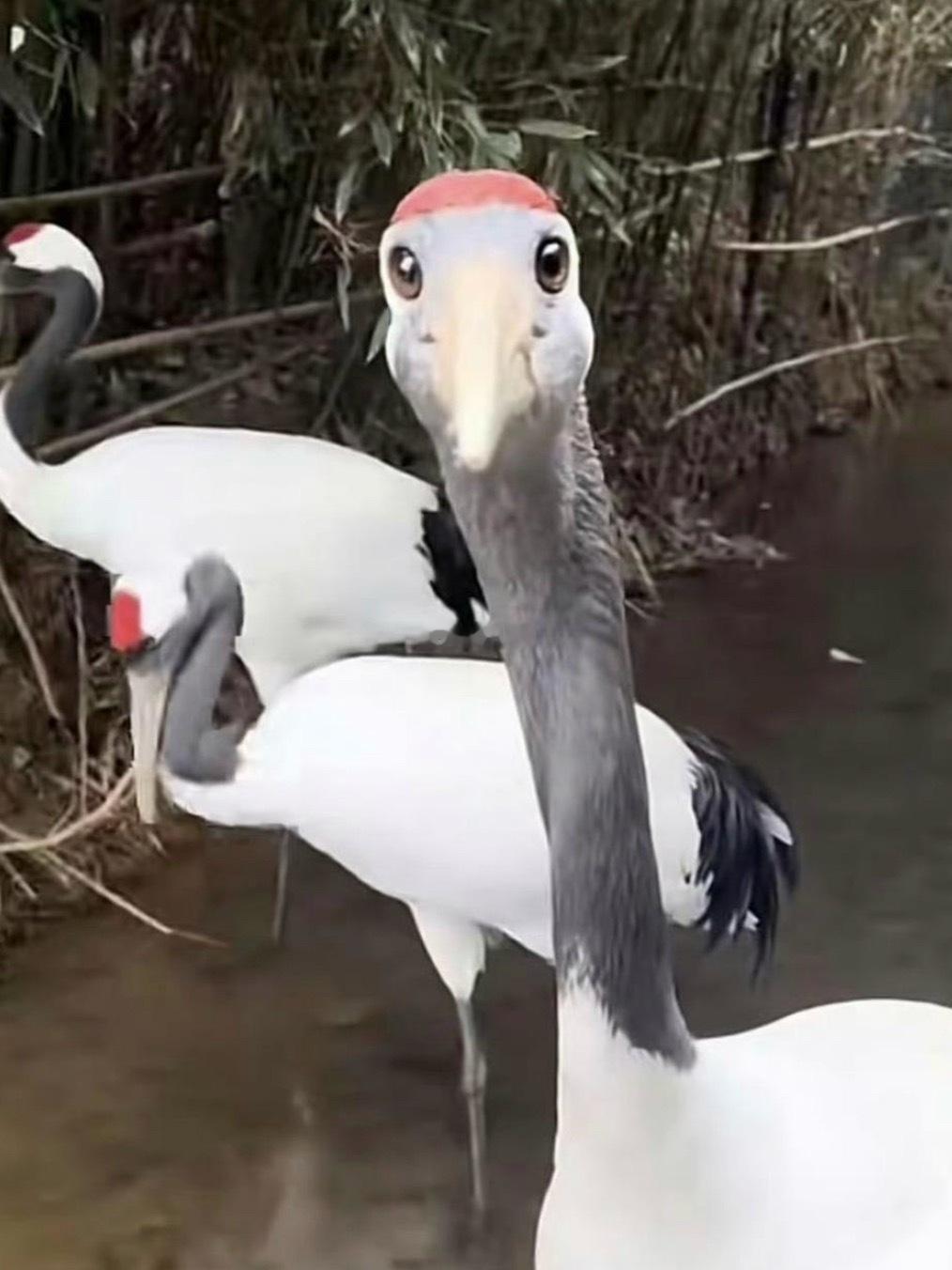 还有人不知道丹顶鹤头顶红不是因为毛是红的是因为没有毛吗