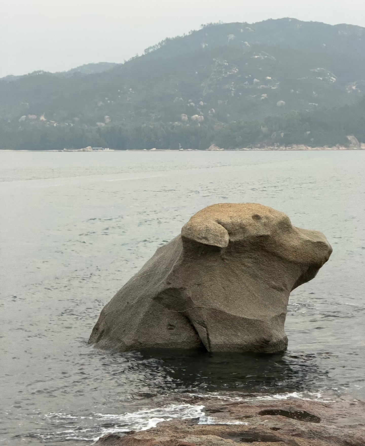 惠州！发现了小狗石