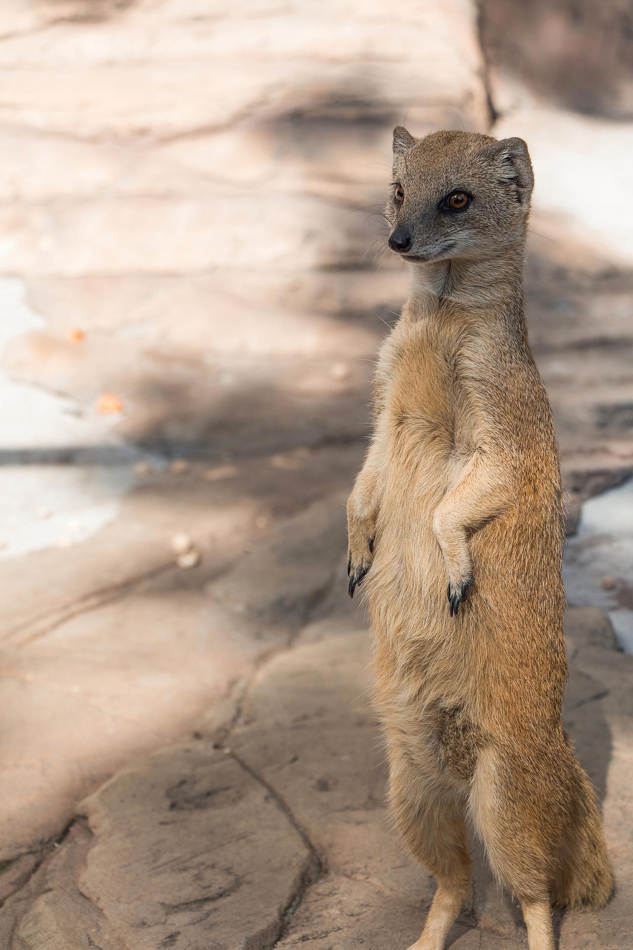 黄皮子为何不敢下江南？不是水土不服！而是关内供奉的这位大神咱先聊聊北方的黄