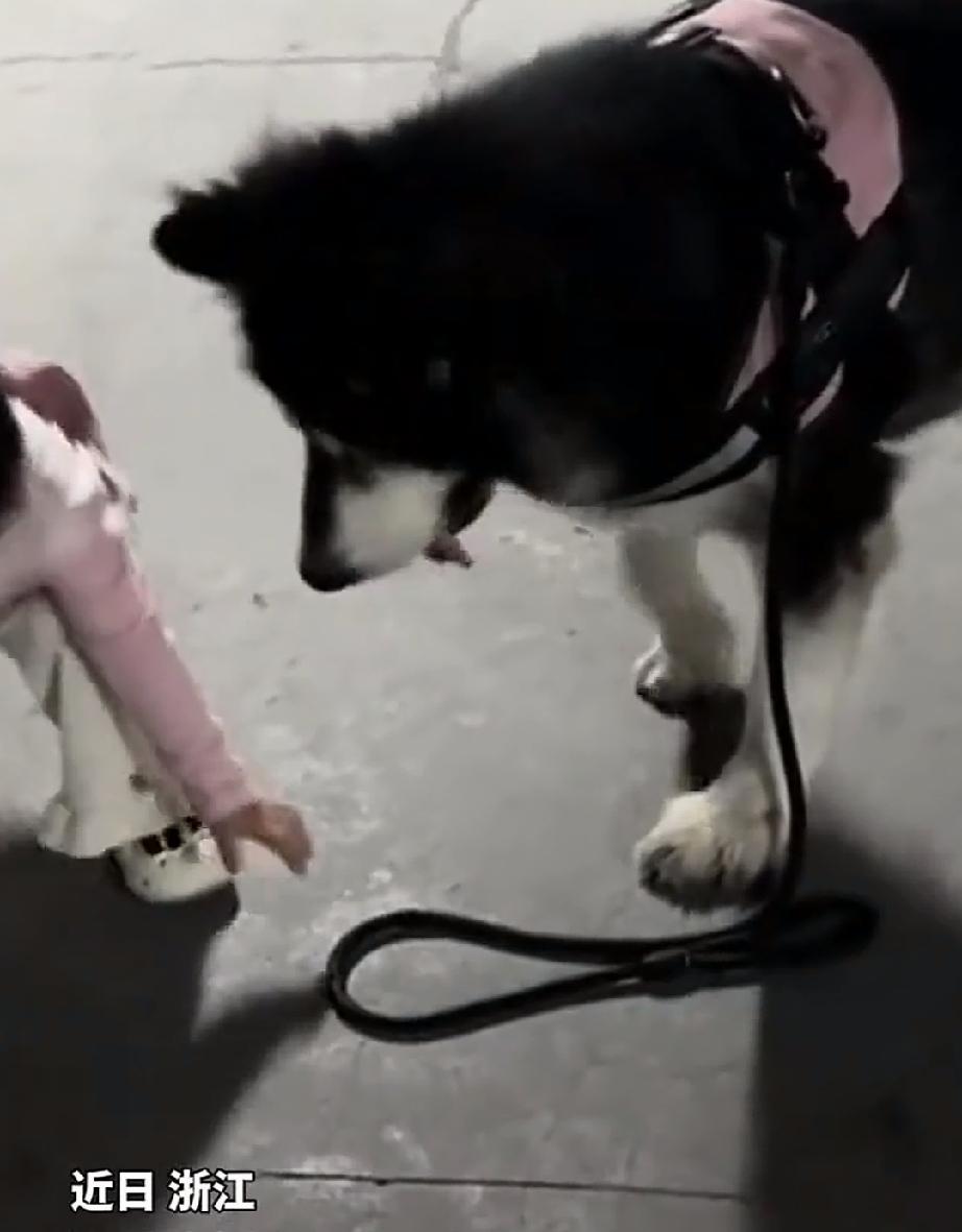 近日，浙江。一只阿拉斯加犬趴在地上休息，被蹒跚学步的萌娃看到了。喜欢玩的萌娃想学