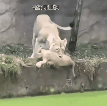 狮子妈妈为了缎锻炼儿子的生存能力，把儿子推入水塘。哪知儿子入水后象个秤砣，呛了