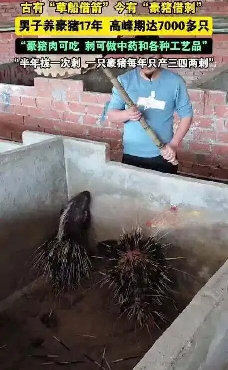 豪猪刺400元1斤？养殖户回应：别只骂贵，看完采刺过程你再评刷到豪猪刺一斤卖