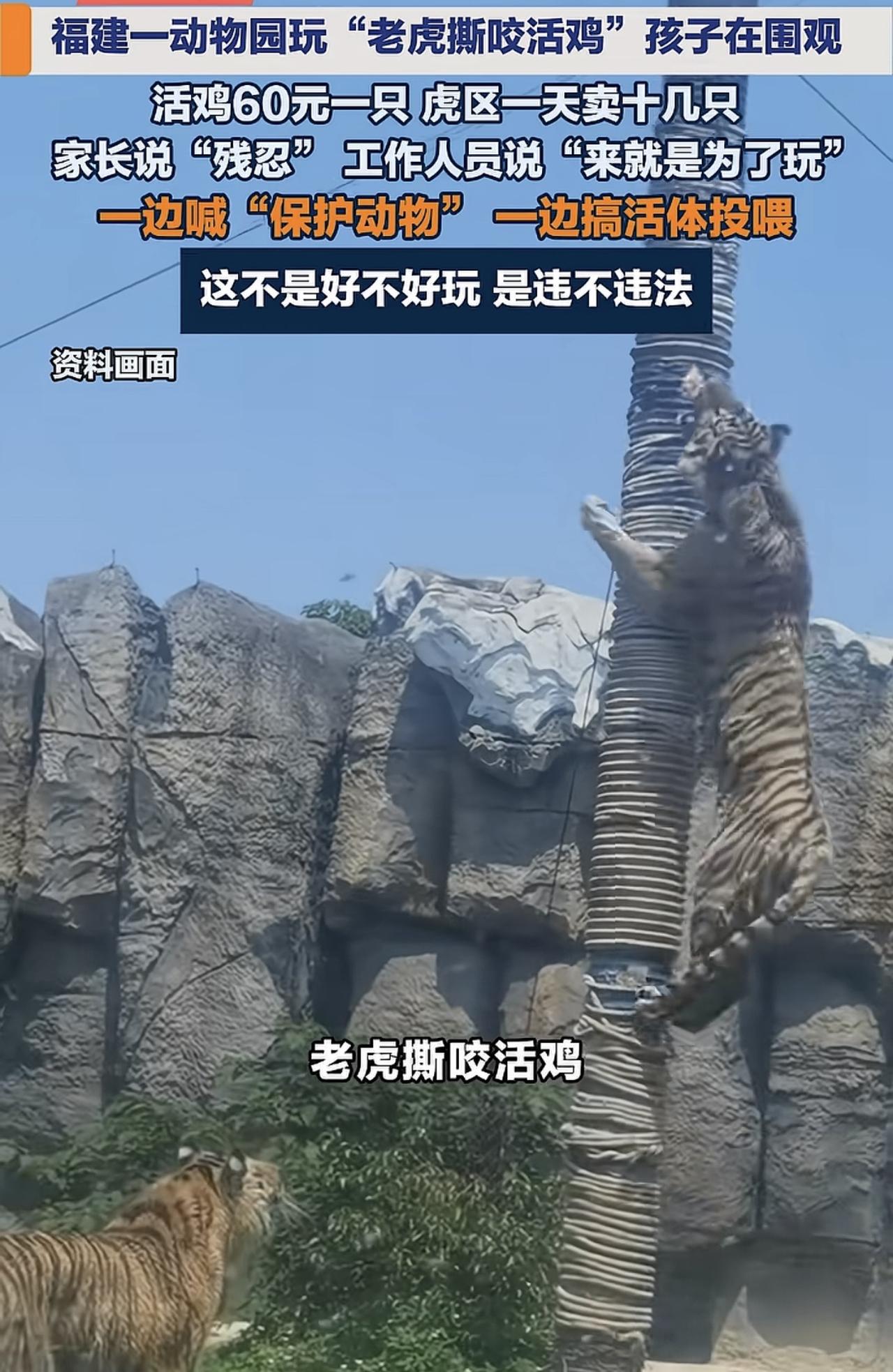 最近有家长吐槽这件事情，就是一动物园推出了一个活动，让老虎撕咬活鸡，就是游客可以