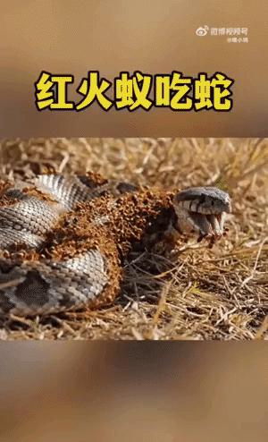 毒蛇被蚂蚁啃成骨架，听着像段子，却是真事。剧毒的尖吻蝮钻进红火蚁老巢，15分