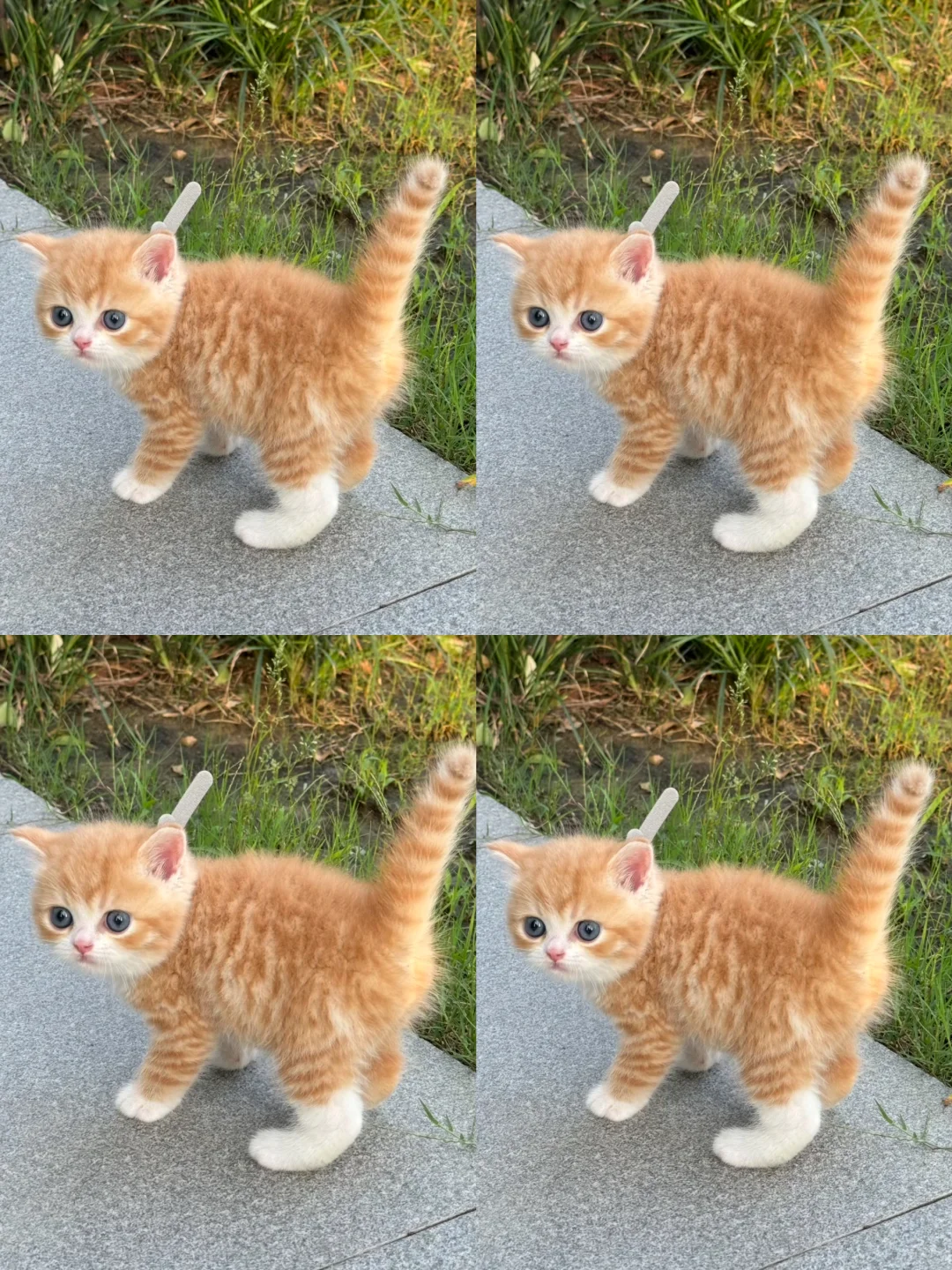 想看看大家现实中养的很好的橘猫宝宝！！