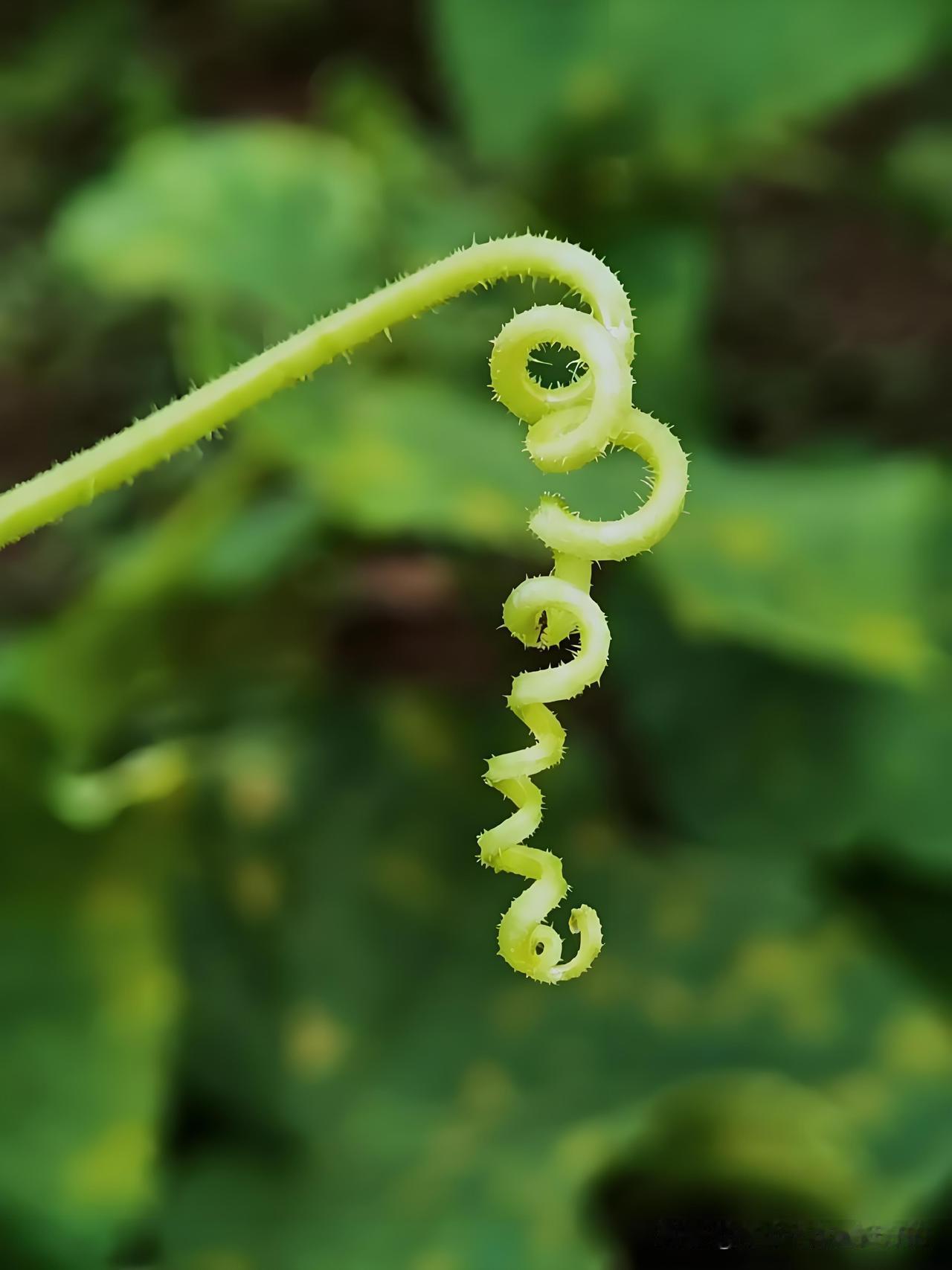 黄瓜8叶期关键管理，这样做可减少1/4养分浪费当黄瓜长出约8片叶子，株高约半米