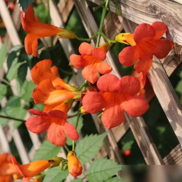 救命！住楼房的朋友千万别乱养花！最近刷到好多人吐槽阳台养花踩坑——那些看起来浪漫