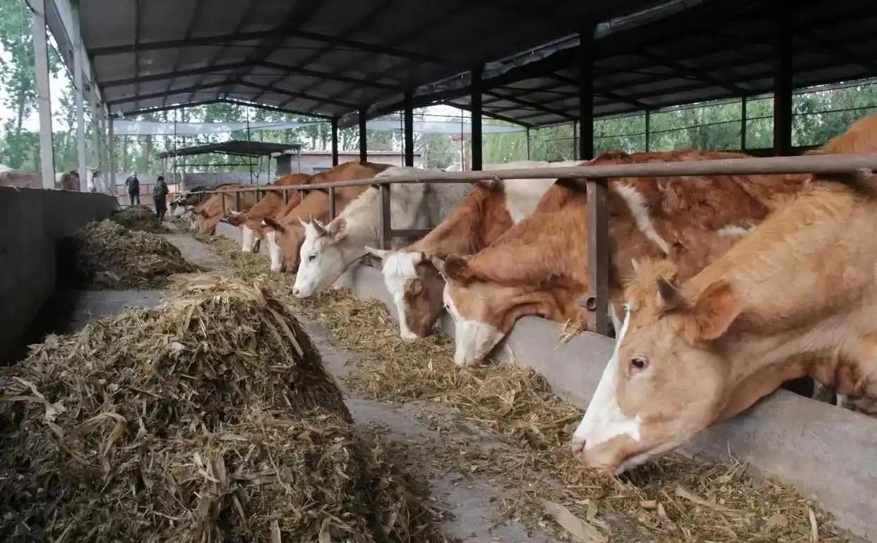 美国着急，中国出手了！中国决定，对从巴西、澳大利亚、美国这些地方进口的牛肉，实