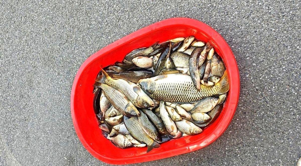 这鱼塘老板的操作也太鸡贼了吧！现在网上吵翻了，有人说这老板明显是见钓友钓得太