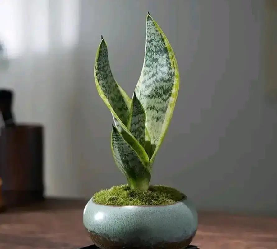 春节刚过完，刷手机看到个挺有意思的现象：六成年轻人说“走亲戚不如从前重要”，直接