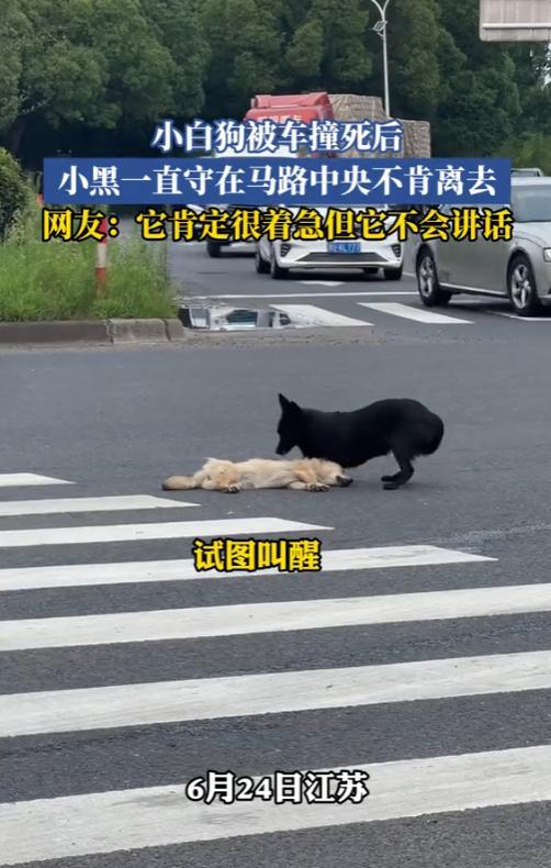 “眼泪止不住了！”6月24日，江苏，一白狗被车撞，躺在马路中间不起，突然，旁边冲