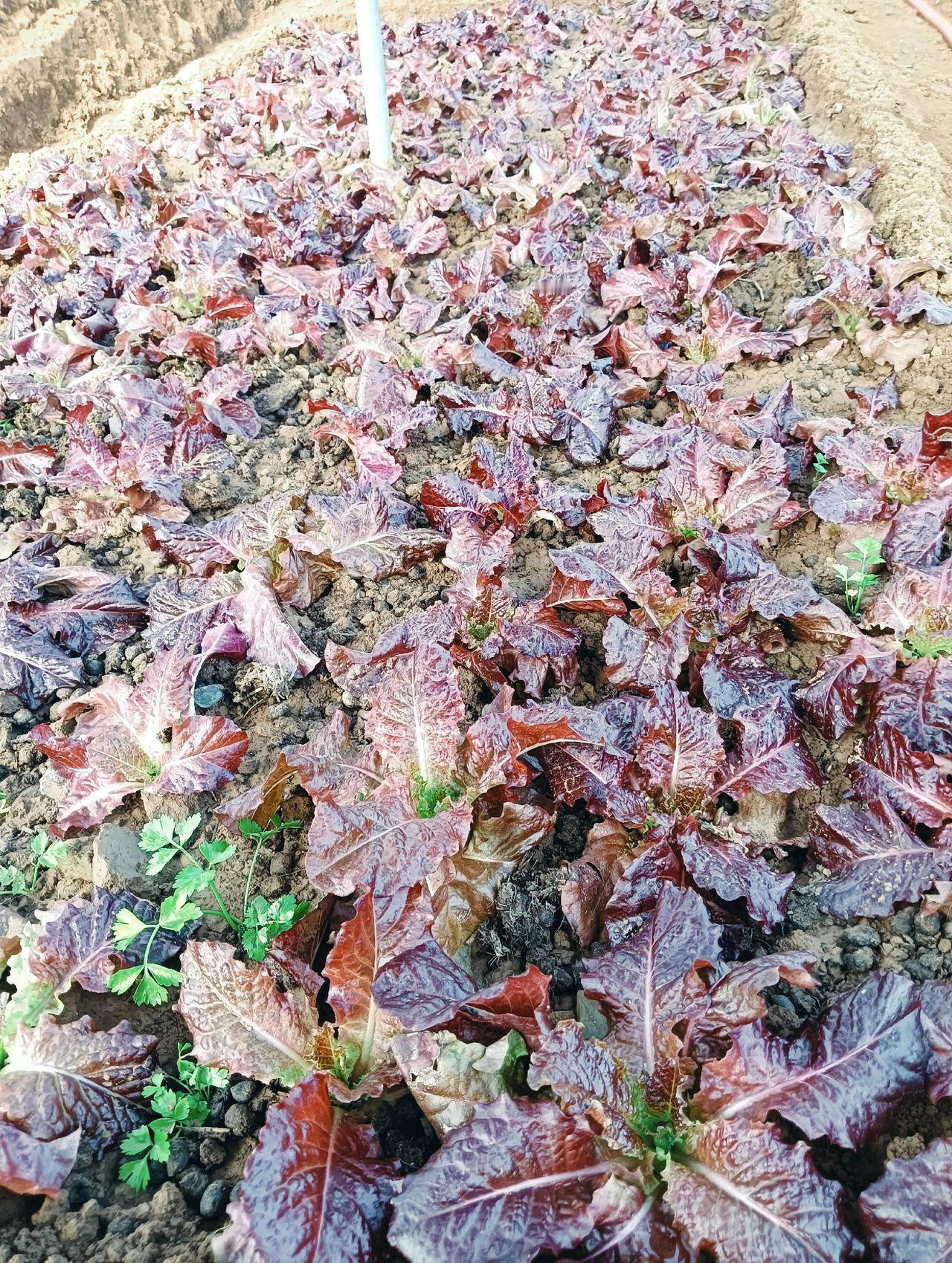 有机蔬菜采摘。