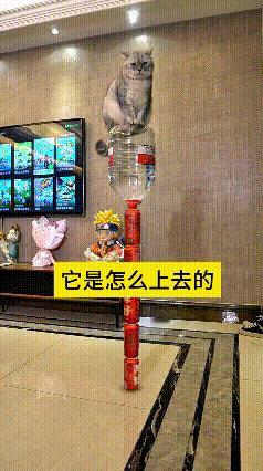 这个视频我看了好几遍，越看越纳闷。谁能想到这只小猫，稳稳蹲在高高的水瓶顶上，底下