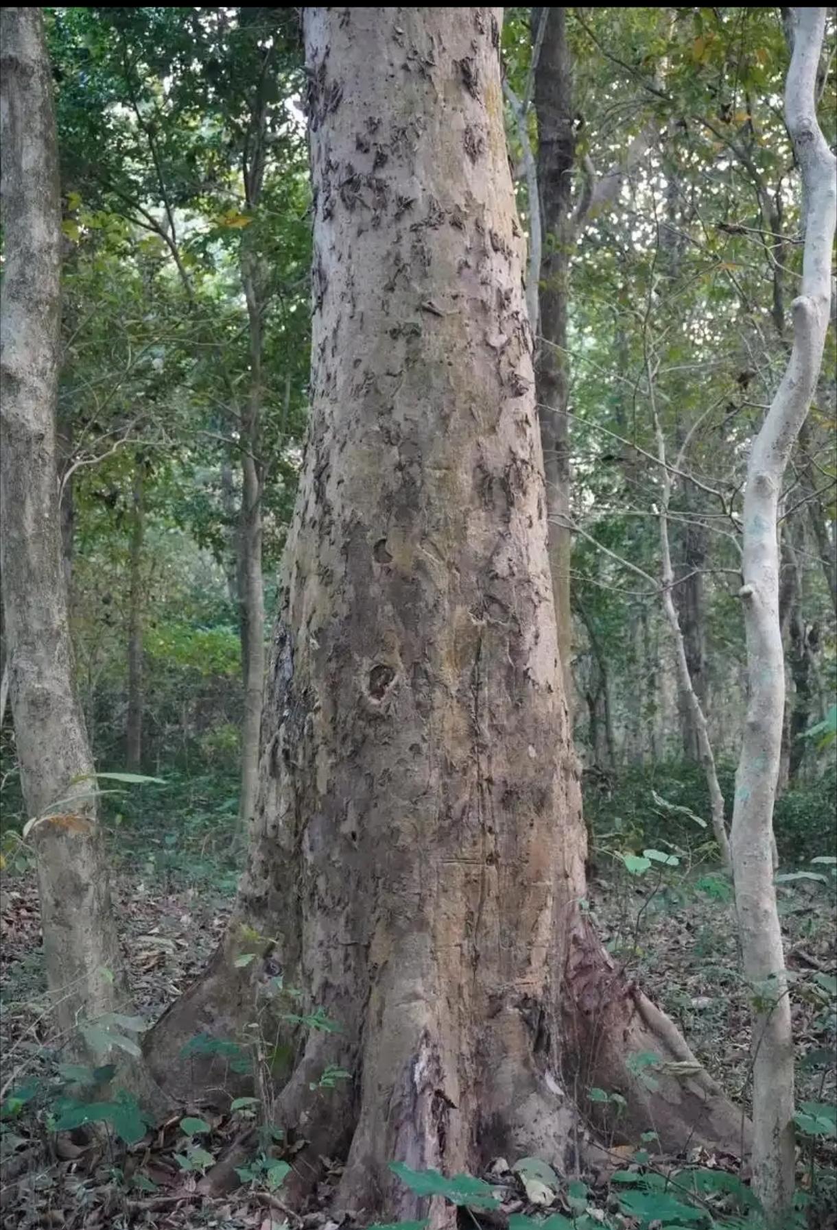 比钢还硬！铁桦树救了苏联坦克，二战靠木头造轴承，硬到子弹打不穿！有一种树，