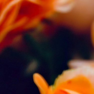0000生活手记‎种植文案种植江南月季种植方法一、最佳种植时间春季或秋季