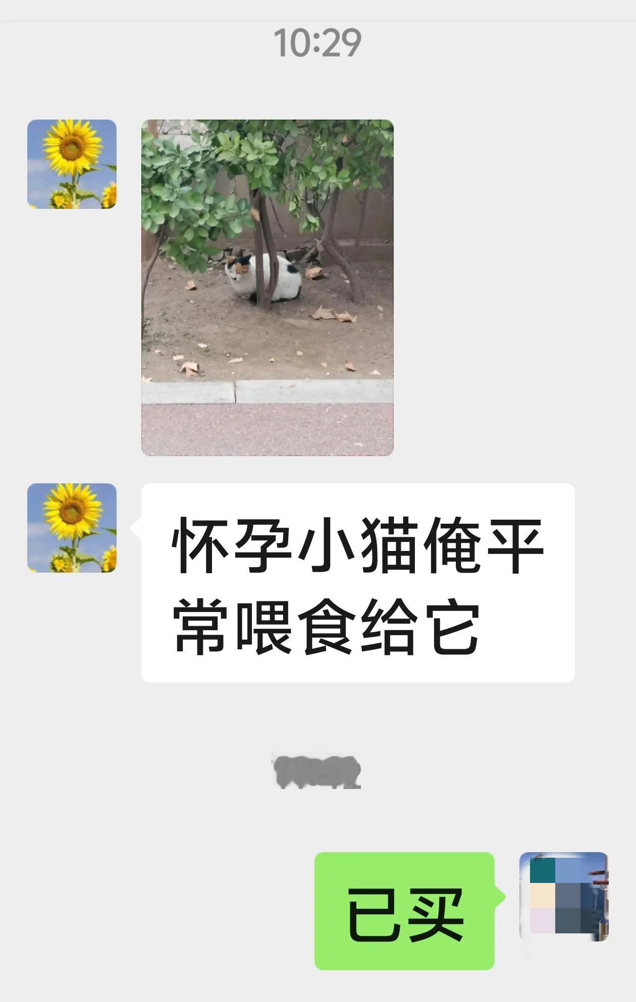 小流浪猫看到我老公就跟着叫要吃的。今天老公和同事看到小流浪像是有身孕了，赶紧让我