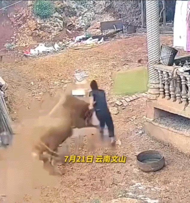 云南一名男子家养多年的老牛一向温顺，却突然性情大变、疯狂顶撞主人。男子无力反抗，