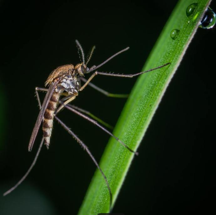 其实我们没有必要那么怕蚊子，蚊子不吸血也能活，而吸血只是为了产卵首先我们要清