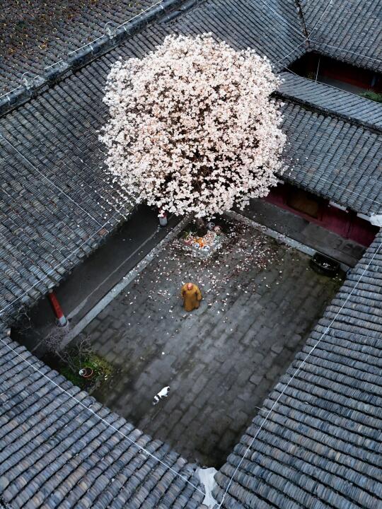 不敢想象！在成都我拍到了王维诗下的春天！