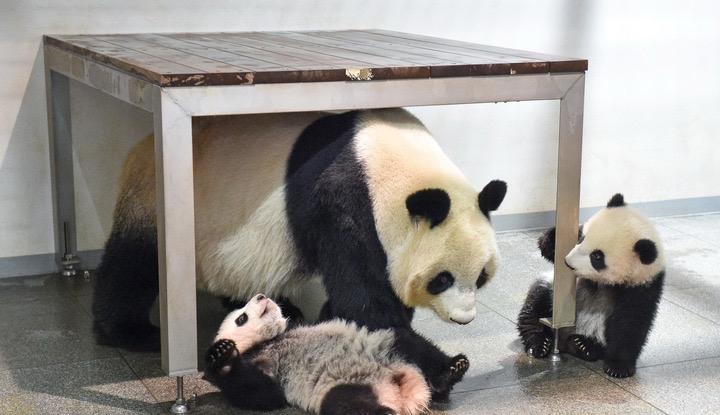 中国熊猫即将回国，都是高市早苗自己作的日本人最近讨论最多的，就是动物园里的大