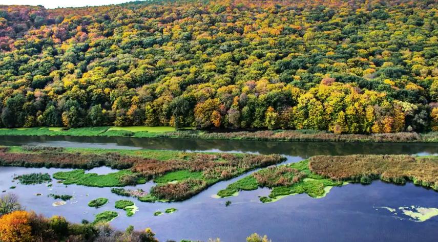 中国森林覆盖率最高的十座城市排行榜森林是地球的“肺”，更是城市生态的守护者。