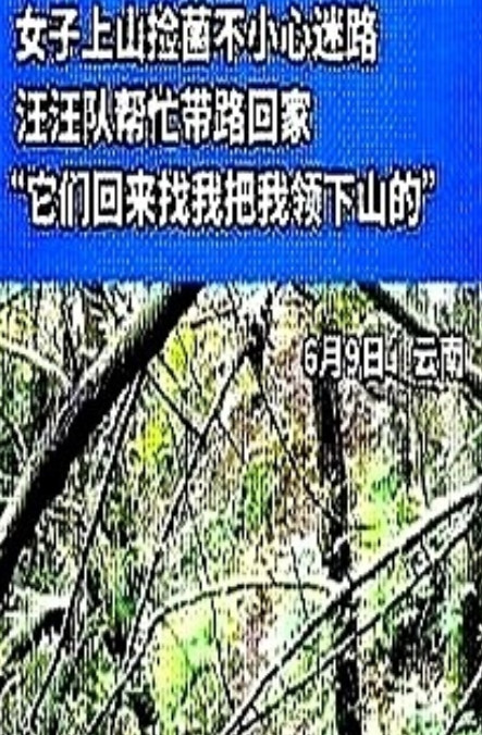 云南，女子雨后想上山采菌子，便带着自家的狗上山了，结果走着走着狗跑太快，女子跟不