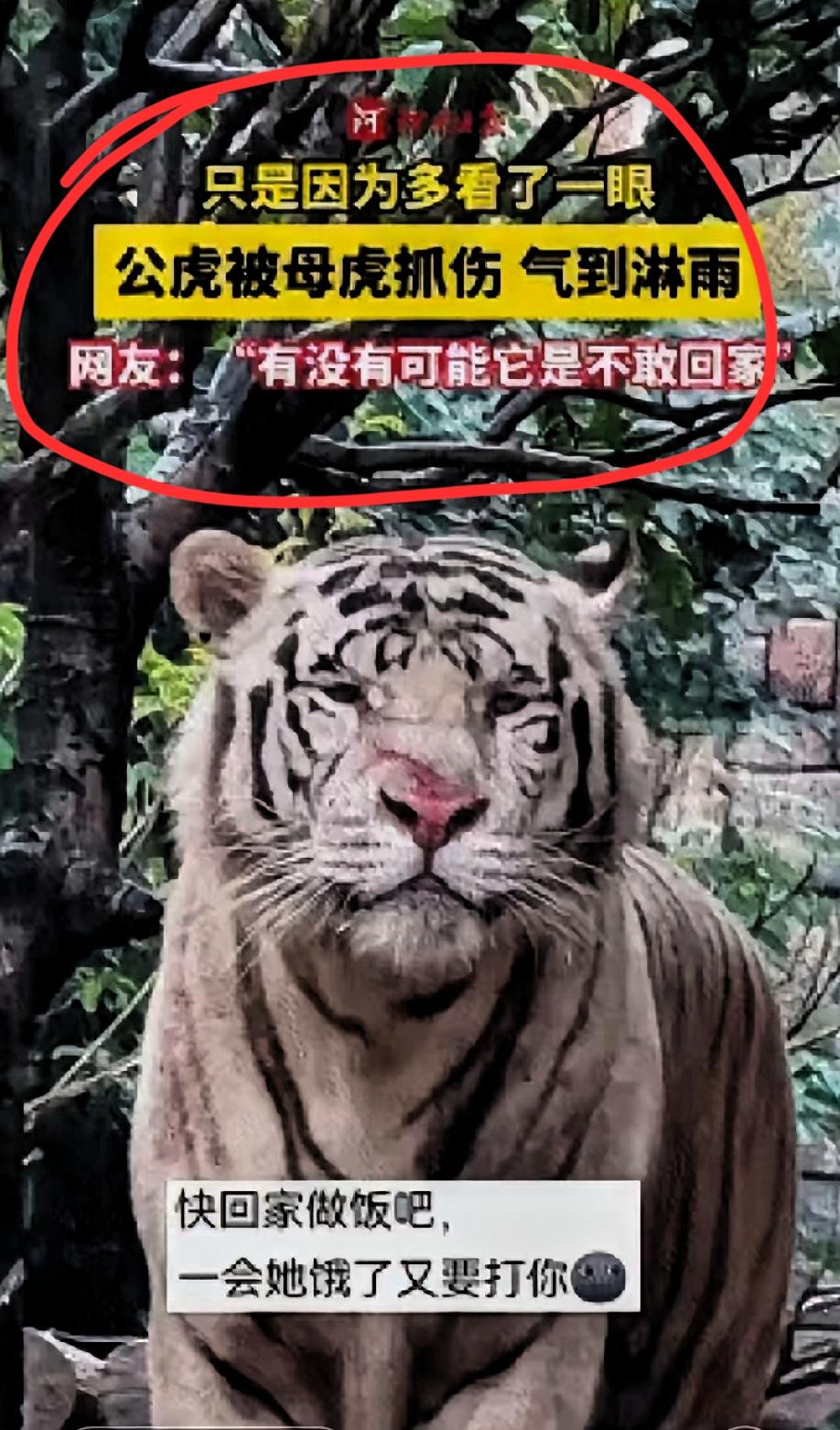河南郑州市一景区突下暴雨，而景区一公老虎站在雨中一动不动，众人纳闷，饲养员喊它回