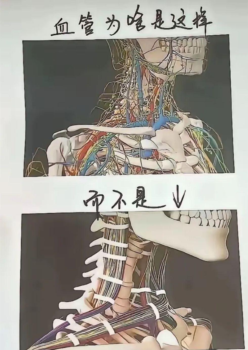 对啊，血管长这样，血液流通不是更快嘛