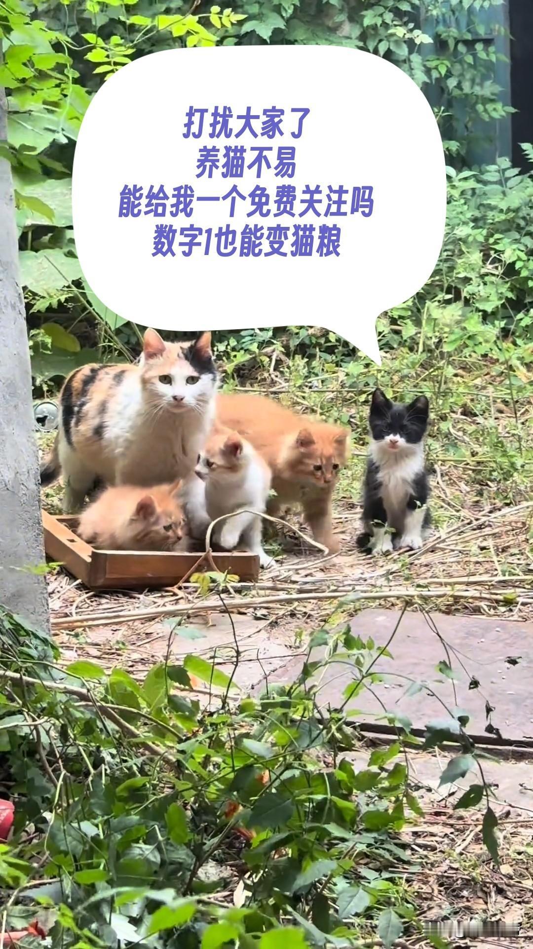 哎呀妈呀，看着这些流浪猫，我这心呐，拔凉拔凉的！没有热乎的小窝，没有顿顿准时的