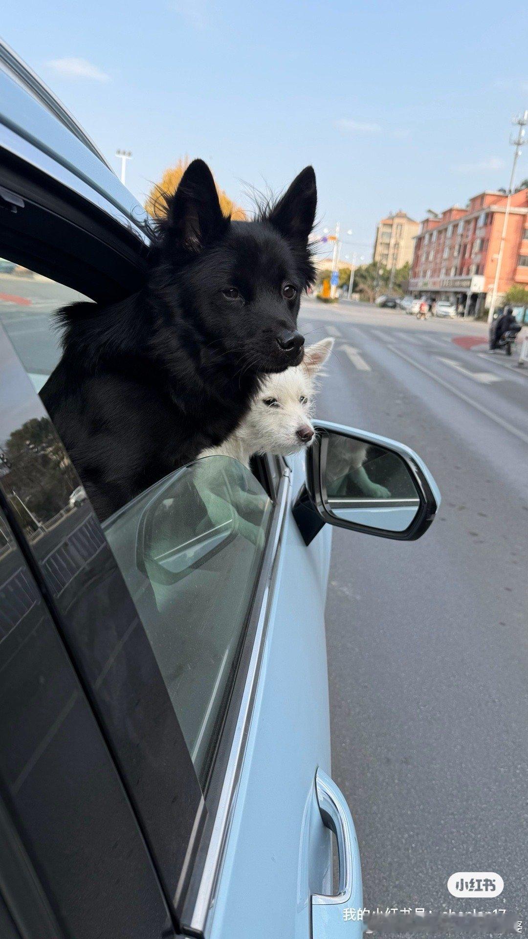 有一阵，我真的不是很想继续伺候2只狗，有一天跟鲨鱼说，你能把小鹿和小满给你爸爸妈